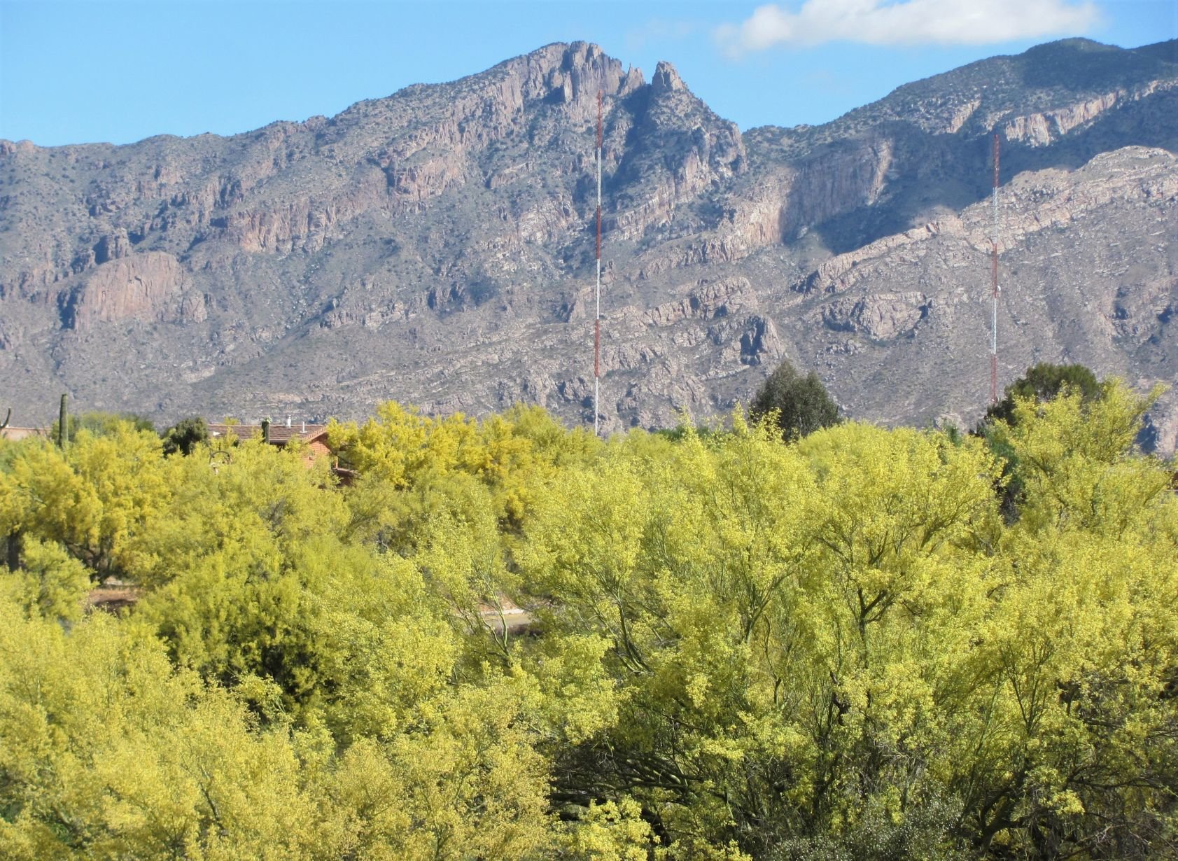 Blooms in foothills